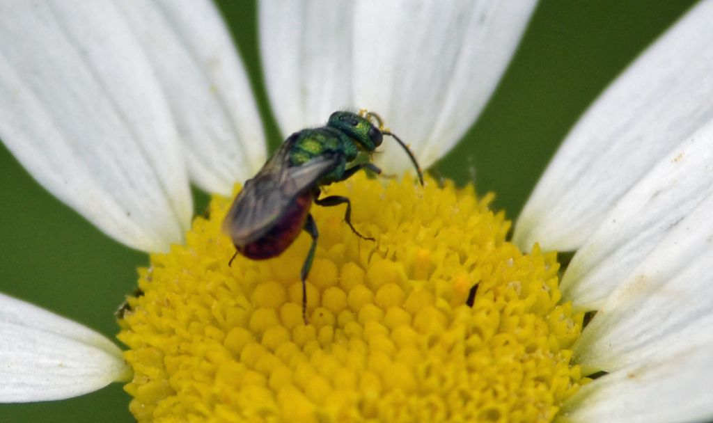 Hedychrum rutilans, Chrysididae